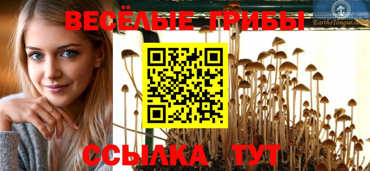 как найти наркотики  Псилоцибиновые грибы MAGIC MUSHROOMS  Вход с VPN  Лиски  Псилоцибиновые грибы Psilocybine cubensis 